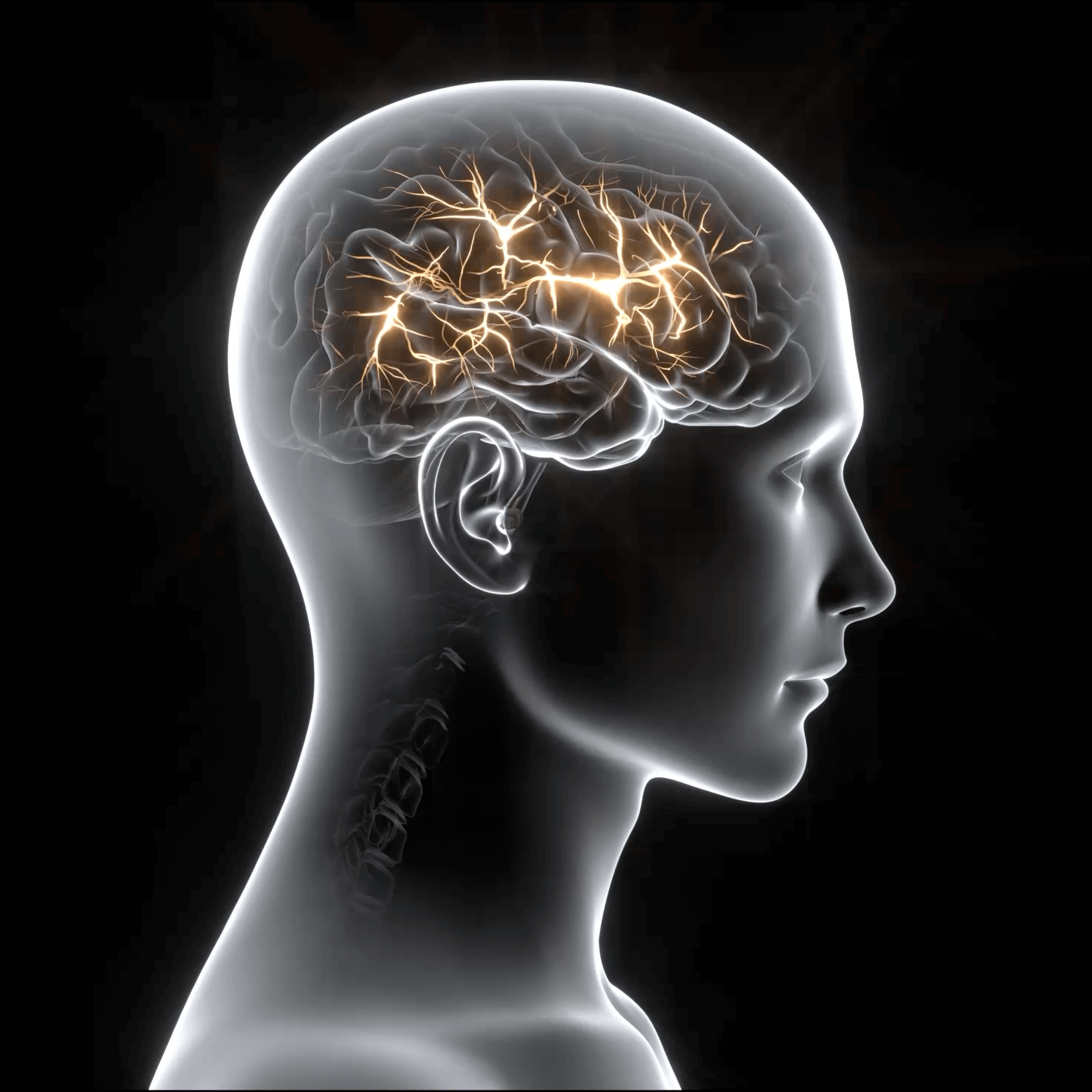 side view of transparent human bust showing brain with firing neurons